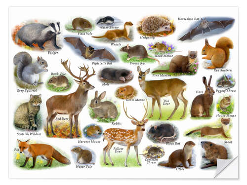 Selvklæbende plakat British wildlife