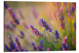 Cuadro de aluminio Lavanda en Provenza