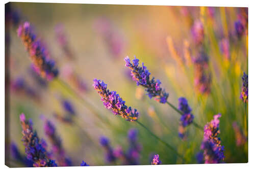 Leinwandbild Lavendel in der Provence