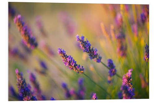 Hartschaumbild Lavendel in der Provence