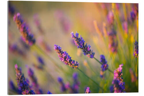 Gallery print Lavender in Provence