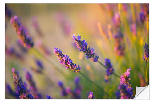 Wall sticker Lavender in Provence