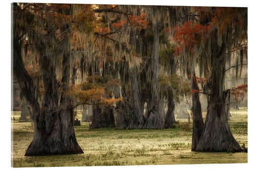 Acrylic print Cypress trees in a swamp in the USA