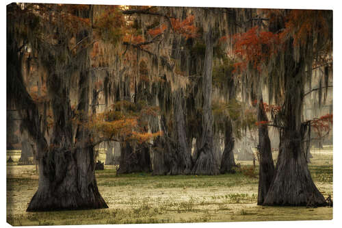 Canvas print Cypress trees in a swamp in the USA