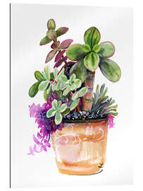 Gallery print Crassula succulent