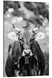 Aluminium print Allgäu cow with horns