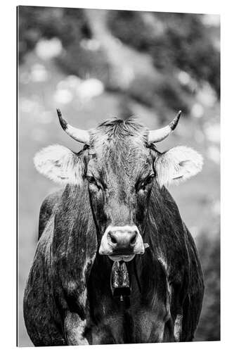 Galleriataulu Allgäu cow with horns