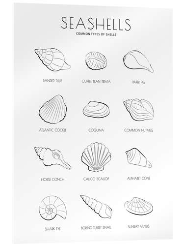 Cuadro de metacrilato Guía de conchas marinas