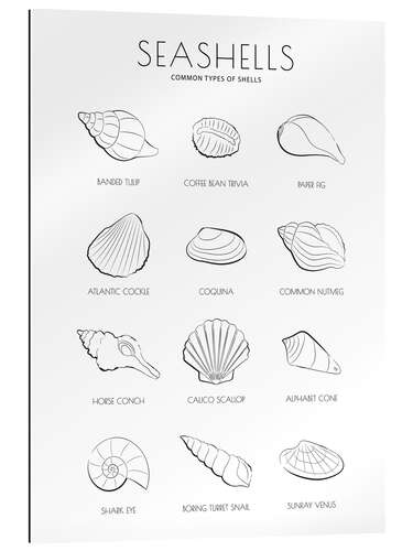 Galleriprint Seashells Guide