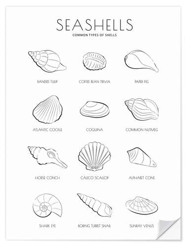 Wall sticker Seashells Guide