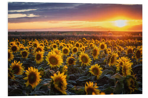 Foam board print Sunflower field