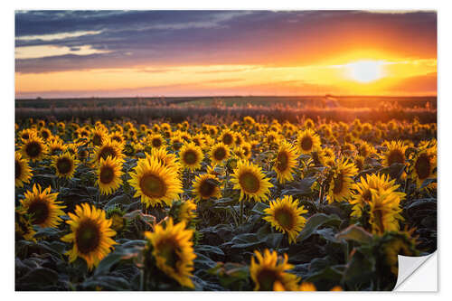 Vinilo para la pared Campo de girasoles