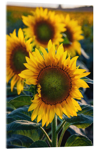 Akrylbillede Sunflowers in the sunlight