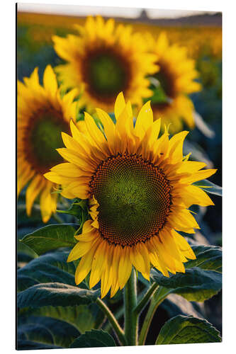 Aluminiumtavla Sunflowers in the sunlight