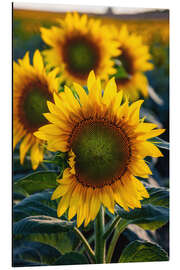 Cuadro de aluminio Girasoles a la luz del sol