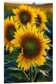 Foam board print Sunflowers in the sunlight