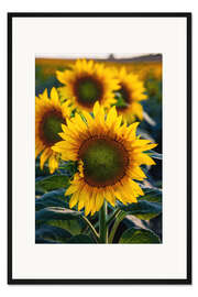 Gerahmter Kunstdruck Sonnenblumen im Sonnenlicht