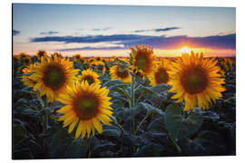 Aluminium print Sunflowers