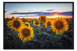 Gerahmter Kunstdruck Sonnenblumen