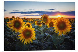 Foam board print Sunflowers