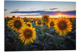 Galleriprint Sunflowers