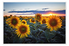 Wall print  Sunflowers - Steffen Gierok