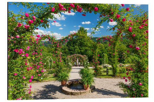 Quadro em alumínio Jardim de rosas no verão