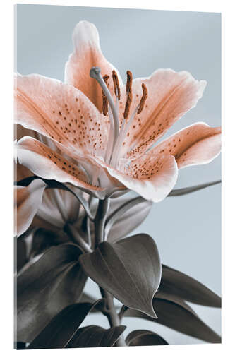 Acrylic print A lily as a spot of color