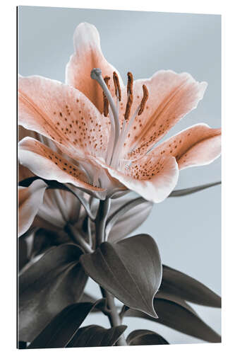 Gallery print A lily as a spot of color