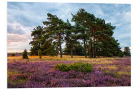 Foam board print August morning in the Lüneburg Heath