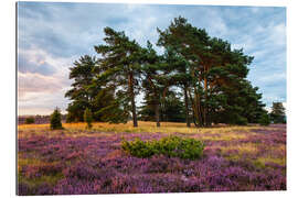 Gallery print August morning in the Lüneburg Heath