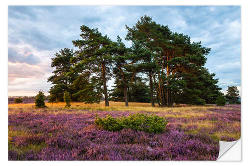 Selvklæbende plakat August morning in the Lüneburg Heath