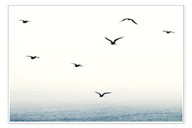 Wall print  Seven Seagulls - Fabio Sola