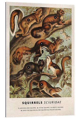 Galleriprint Squirrel