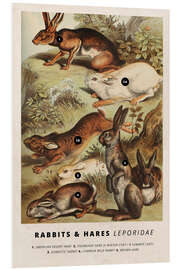 Foam board print Rabbits and hares