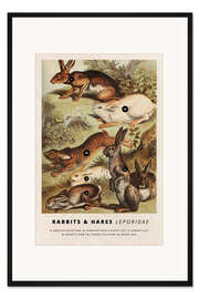 Gerahmter Kunstdruck Hasen und Kaninchen