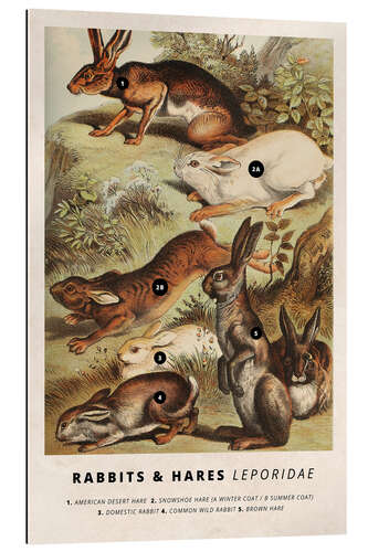 Galleriprint Rabbits and hares