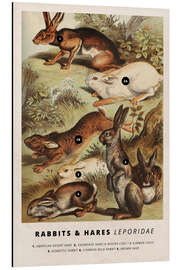 Magnettafel Hasen und Kaninchen