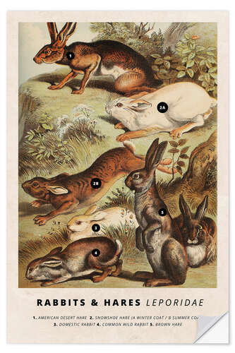 Selvklebende plakat Rabbits and hares