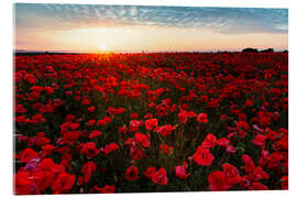 Akryylilasitaulu Field of poppies at sunrise