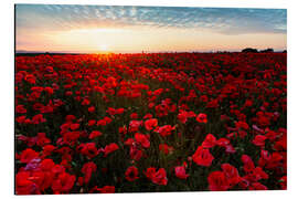 Aluminium print Field of poppies at sunrise