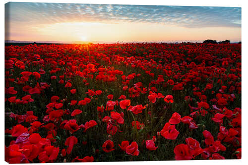 Canvastavla Field of poppies at sunrise