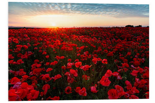 Tableau en PVC Champ de coquelicots au lever du soleil