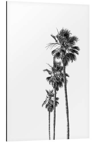 Aluminium print Black and white palm trees