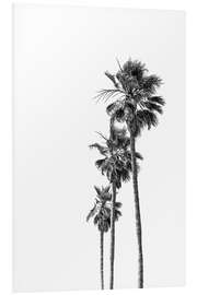 Foam board print Black and white palm trees