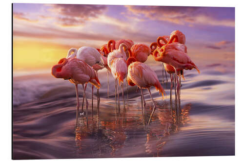 Tableau en aluminium Sieste des flamants roses