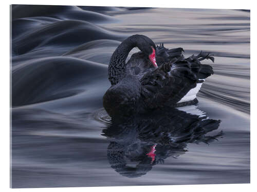 Acrylic print The Black Swan