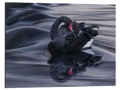 Tableau en aluminium Le cygne noir