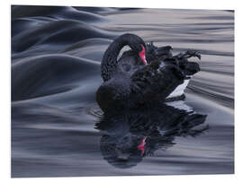 Foam board print The Black Swan