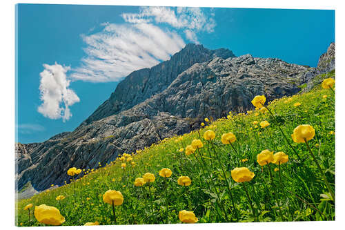 Acrylic print Alpspitze with globeflower meadow